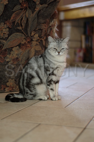 BRITISH SHORTHAIR 053.jpg